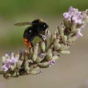 DSC 0899 
Vor der Haustür : Hummel auf Lavendel  
D 70s + AF Nikkor 28-105 mm f/3.5-4.5D   
105mm f 5, 1/800, Iso 200  
14.8.2010 10:39