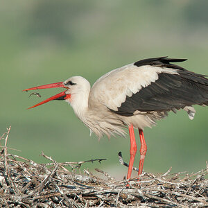 Storch mit Futter 10B 4721 29. April 2010 001