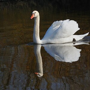 Schwan