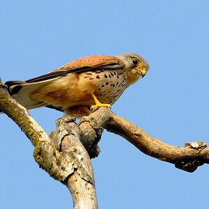 Falke 1