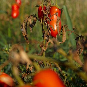 Italien2010  Tomaten1