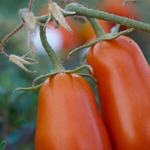 Italien2010 Tomaten3