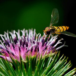 Fliege
D700, Nikkor 105mm f/2.8G ED-IF AF-S VR Micro