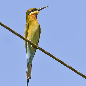 Blue-tailed Bee-eater  (Merops philippinus)