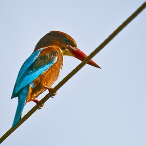 White-throated Kingfisher (Halcyon smyrnensis)
