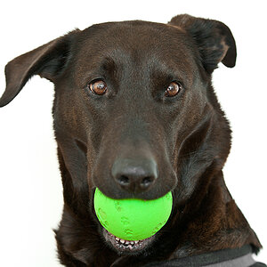 Portrait v Lupa mit Ball