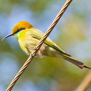 Green Bee-eater (Merops orientalis)
