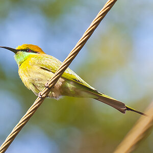 Green Bee-eater (Merops orientalis)