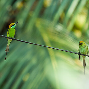 Green Bee-eater (Merops orientalis)