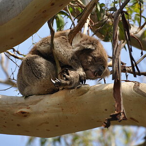 0180 Australien 1024