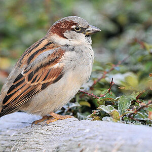 Spatz
Luisenpark Mannheim
6385