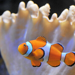 Clownfisch
Luisenpark Mannheim
6833
