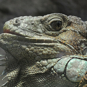 Leguan
Luisenpark Mannheim
6805