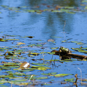 Frosch 004 30082009
