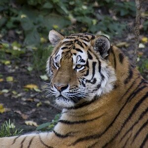 Tiger II