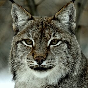 DSC2874
Luchsportrait