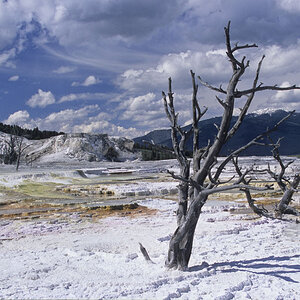 NFF 003 YELLOWSTONE    MAMMOTH HOT SPRINGS