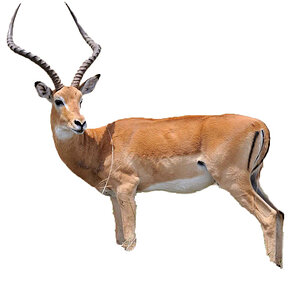 gazelle1