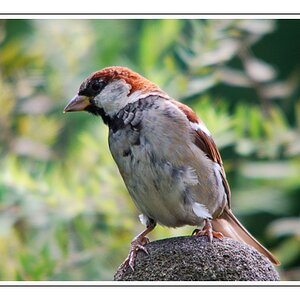 D60 + Sigma 150-500 + Sigma TC 1.4 + Kenko TC 1.4 (1000 mm)