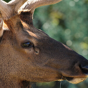 DSC 8839 NF-F
Wapiti
Jasper Nationalpark, Kanada