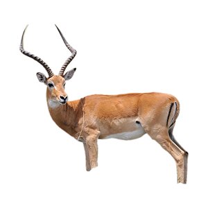 Antilope freist