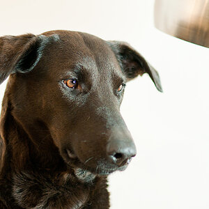 Lupa Portrait