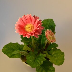Blume