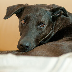 Lupa Portrait2