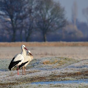 storch12