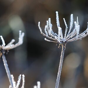 winter21