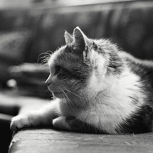 Katze SW