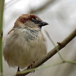 DSC 1668 spatz III 900