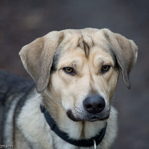 20081130 5334 [D700]   F2,8 180,00mm
