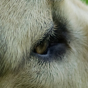 20080504 9840 [D200]B   F4.0 135.00mm 2