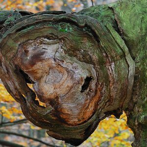Baumgesicht Herbst