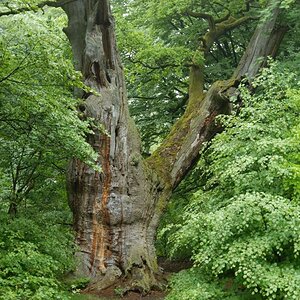 Im Urwald 01