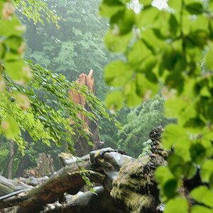 Im Urwald 02
