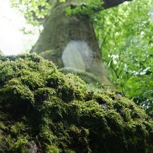 Im Urwald 03