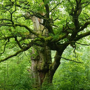Im Urwald 05