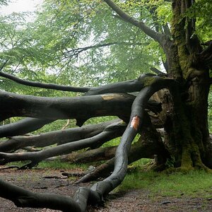 Im Urwald 08