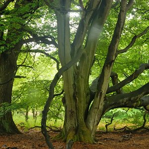 Im Urwald 10