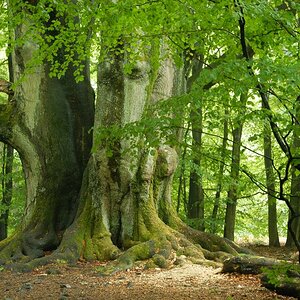Im Urwald 11