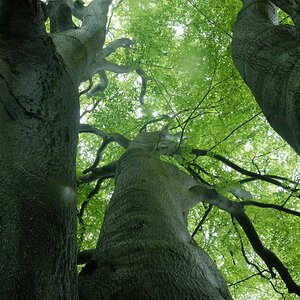 Im Urwald 12