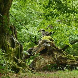Im Urwald 13