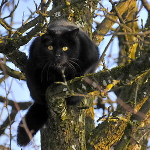 mietzekatze im baum