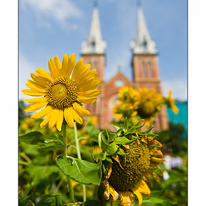 Saigon Sonnenblume vor der Kathedrale