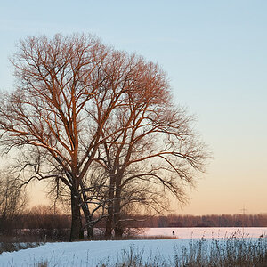 200901062248 900x602 - Bäume im Abendlicht bei Zons am Niederrhein