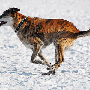 hund jäger