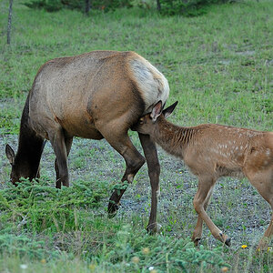 DSC5168 1 NF-F
Wapitis
Jasper Nationalpark