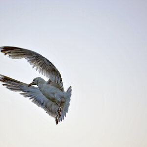 Sylt 07